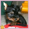 Cute-teacup-yorki-puppies-for-adoption