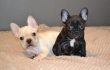 Purebred-and-Registered-with-AKC-M-F-Cream-French-Bullies-Puppies-Ready-Now
